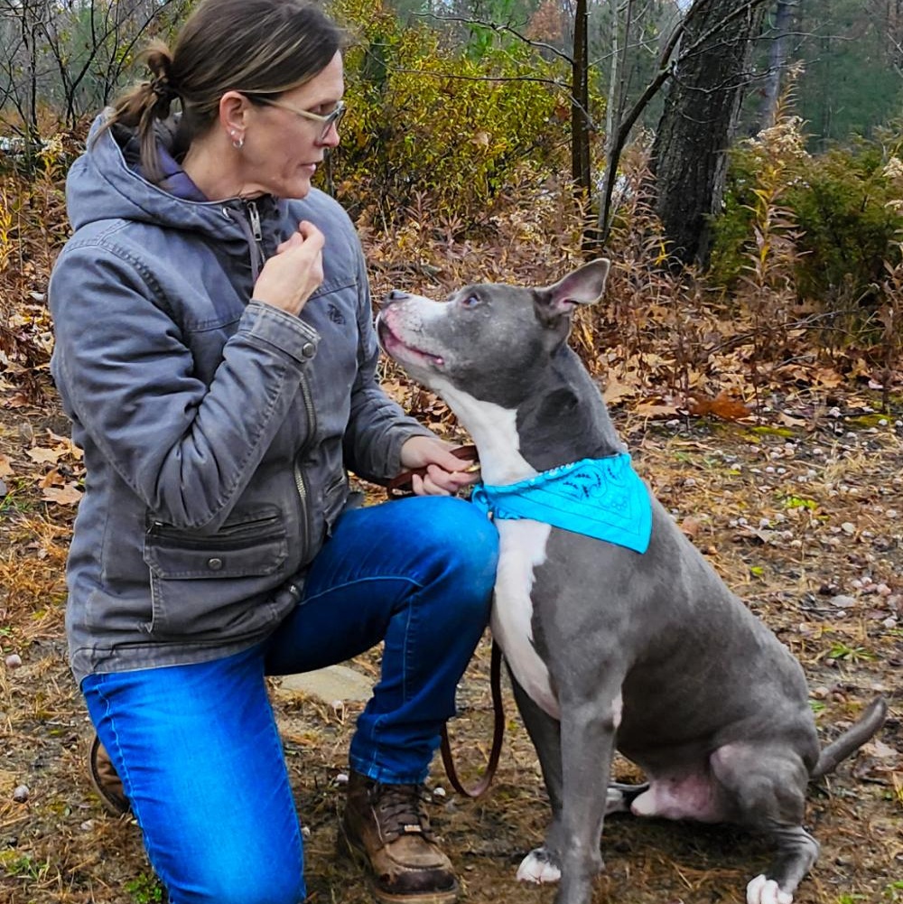 Bruno, a Adoptable mixed breed in Cheboygan, MI image 6/6