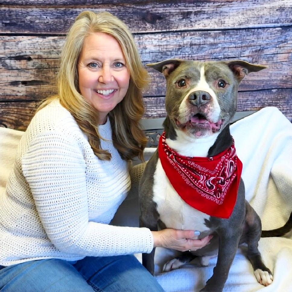 Bruno, Adoptable, Senior Male American Staffordshire Terrier.