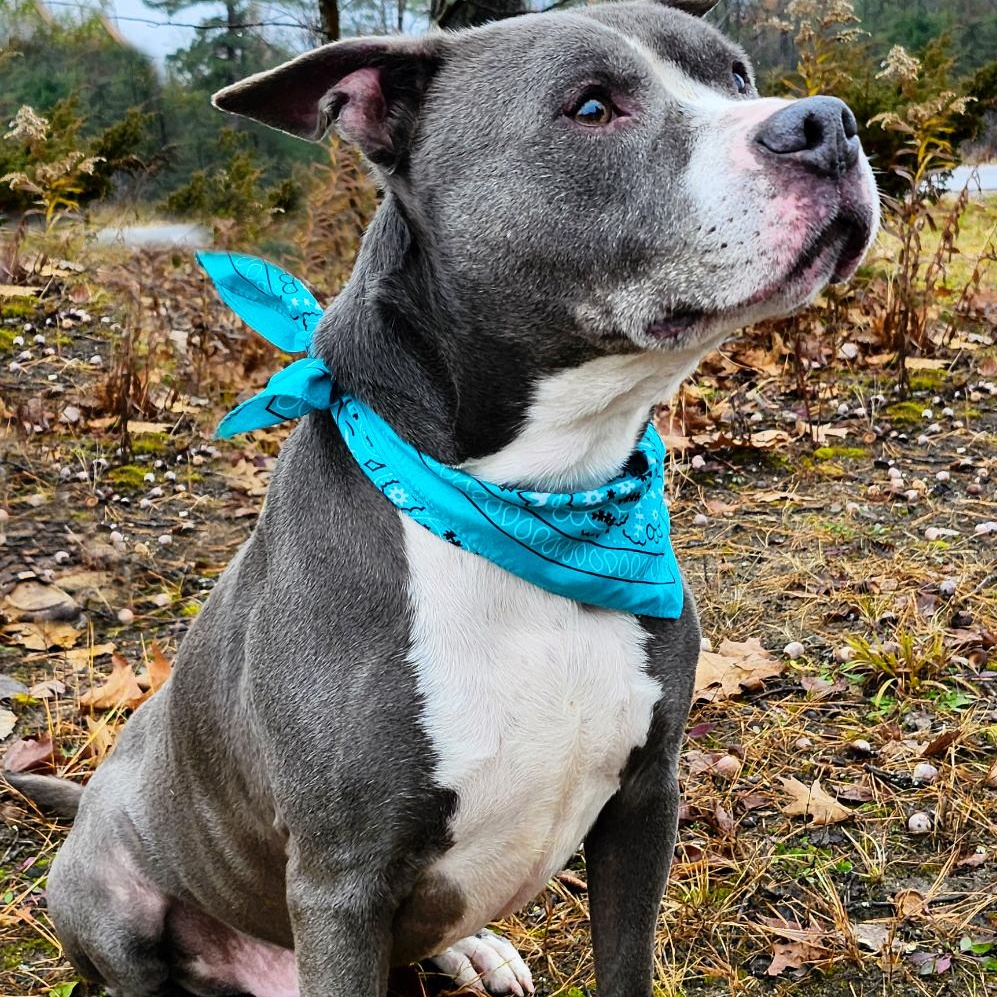 Bruno, a Adoptable mixed breed in Cheboygan, MI image 2/6