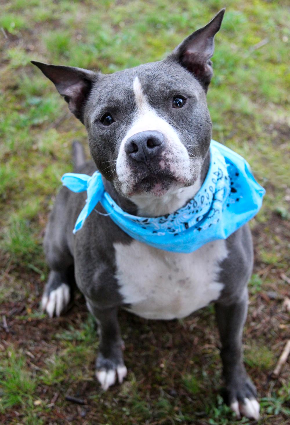 Bruno, an adoptable American Staffordshire Terrier in Cheboygan, MI, 49721 | Photo Image 1