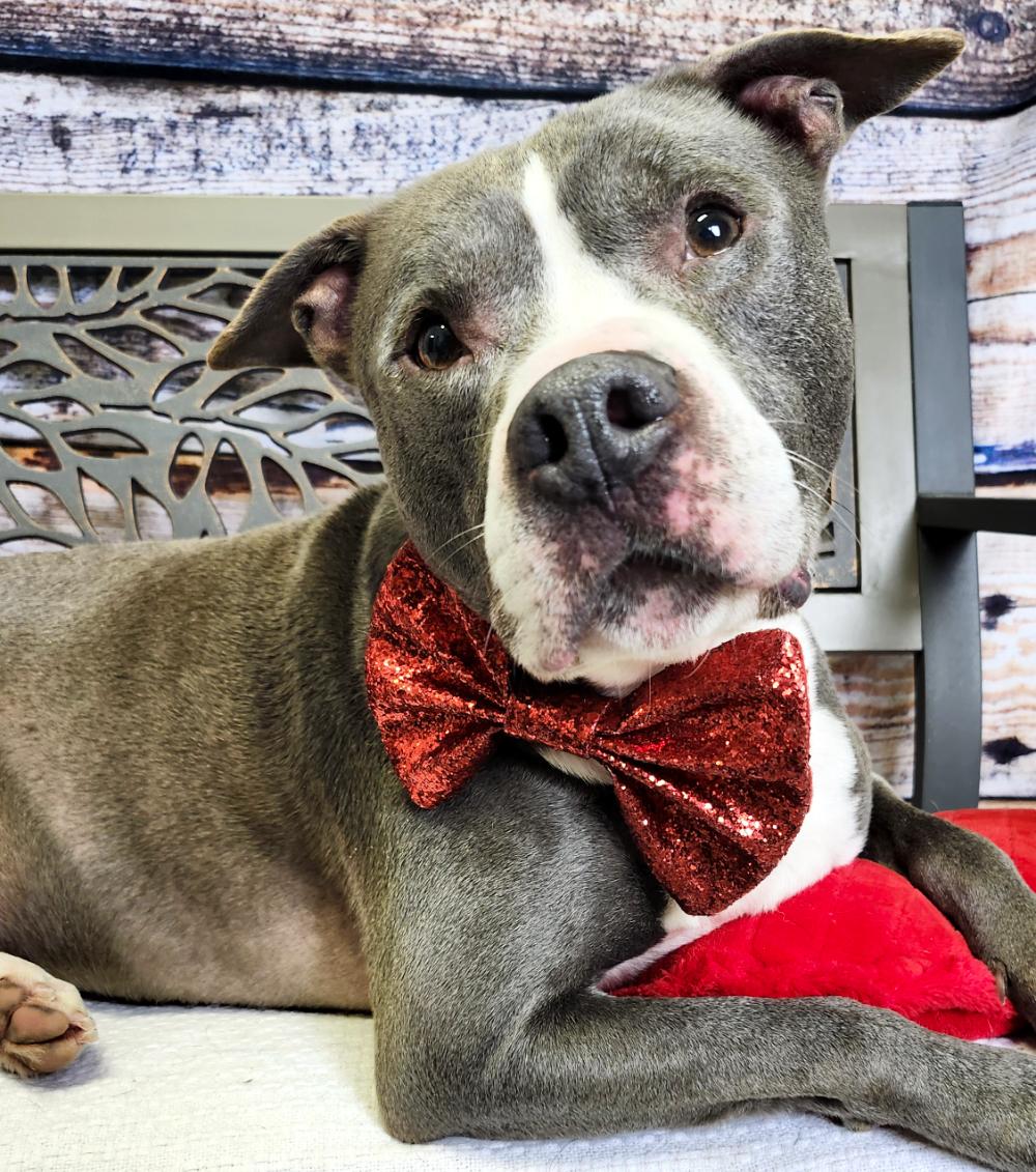 Enlarge Bruno, a Adoptable mixed breed in Cheboygan, MI image 4/6