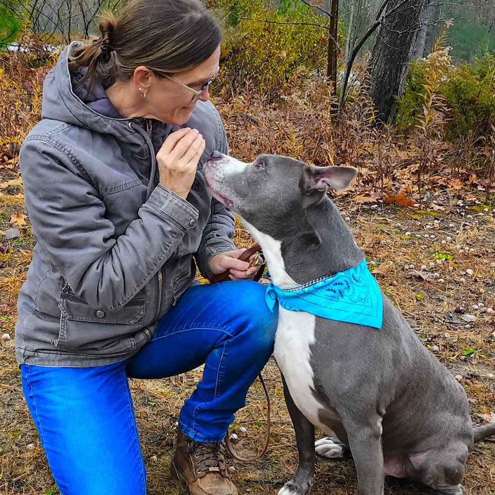 Bruno, a Adoptable mixed breed in Cheboygan, MI image 4/6