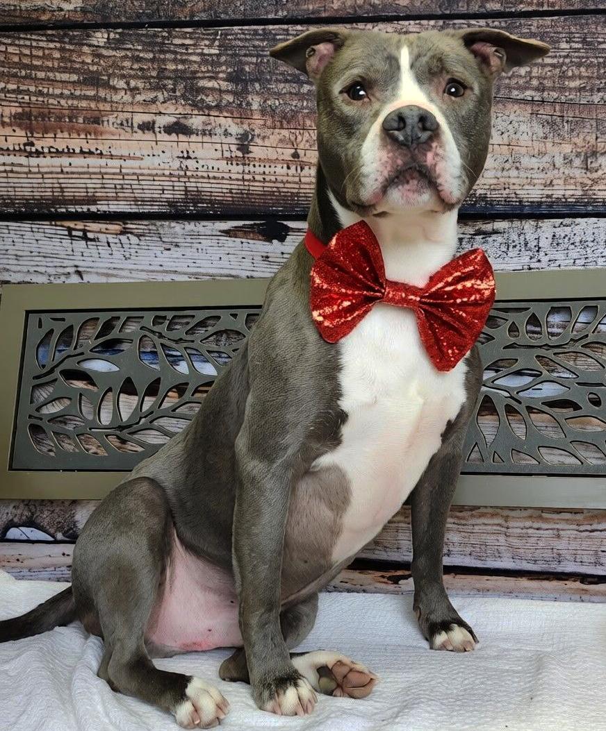 Enlarge Bruno, a Adoptable mixed breed in Cheboygan, MI image 1/6