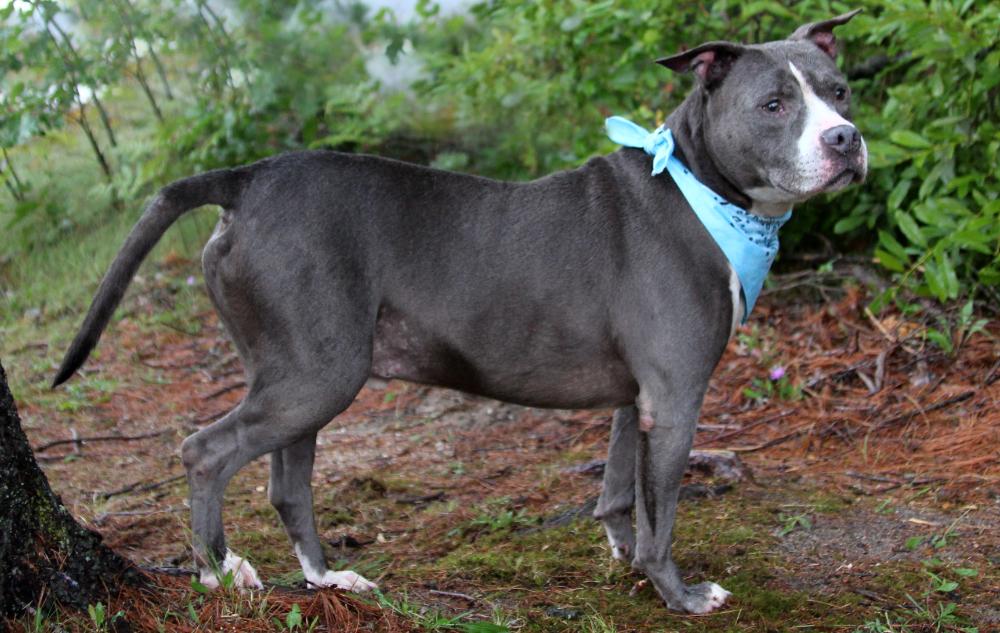Bruno, an adoptable American Staffordshire Terrier in Cheboygan, MI, 49721 | Photo Image 3
