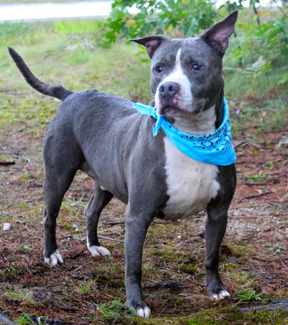 Bruno, an adoptable American Staffordshire Terrier in Cheboygan, MI, 49721 | Photo Image 2