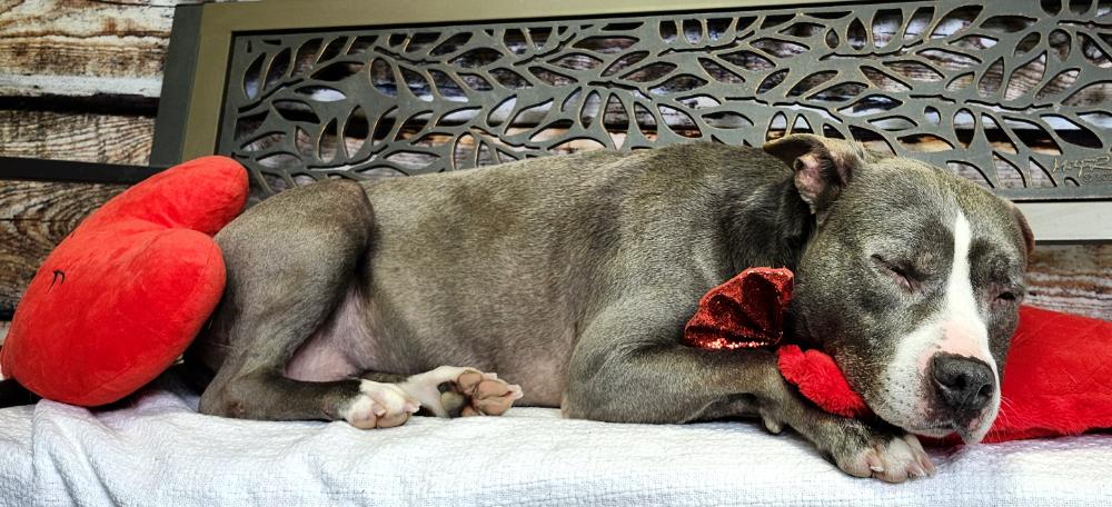 Enlarge Bruno, a Adoptable mixed breed in Cheboygan, MI image 3/6