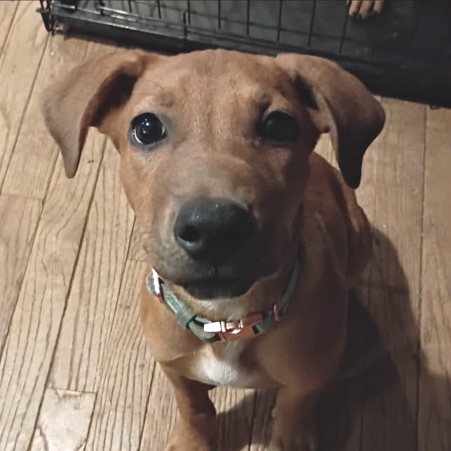Cody, Adoptable, Puppy Male German Shepherd Dog & Mixed Breed.
