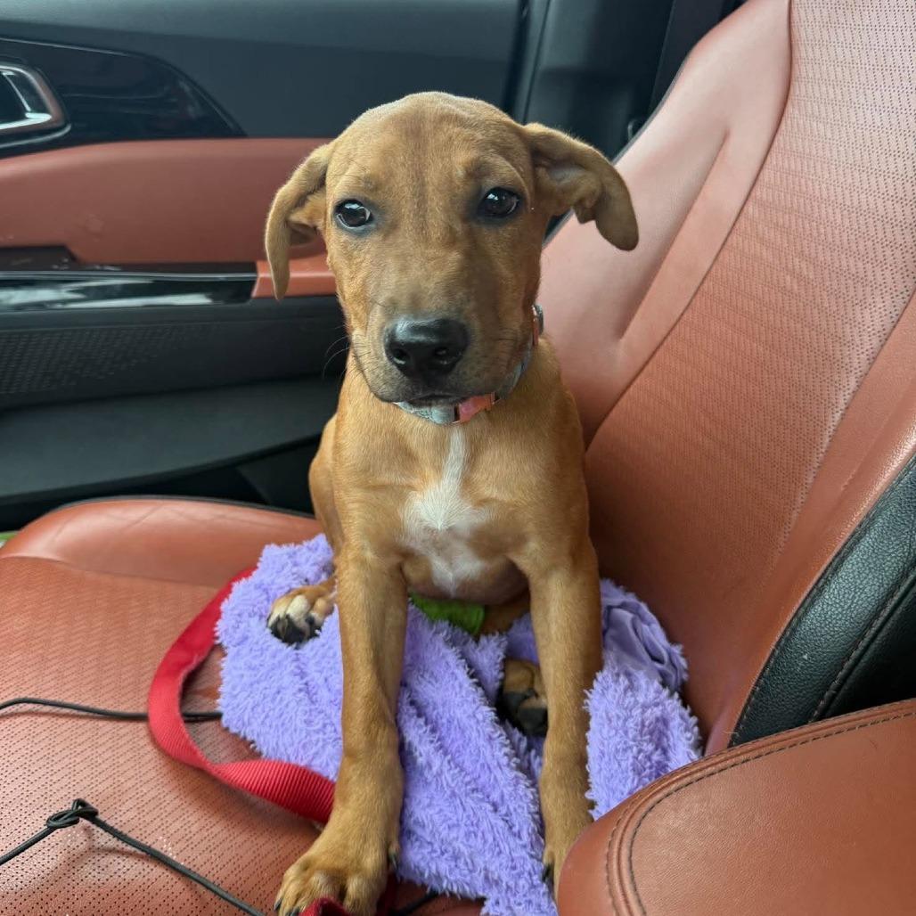 Enlarge Cody, a Adoptable mixed breed in Overland Park, KS image 2/2