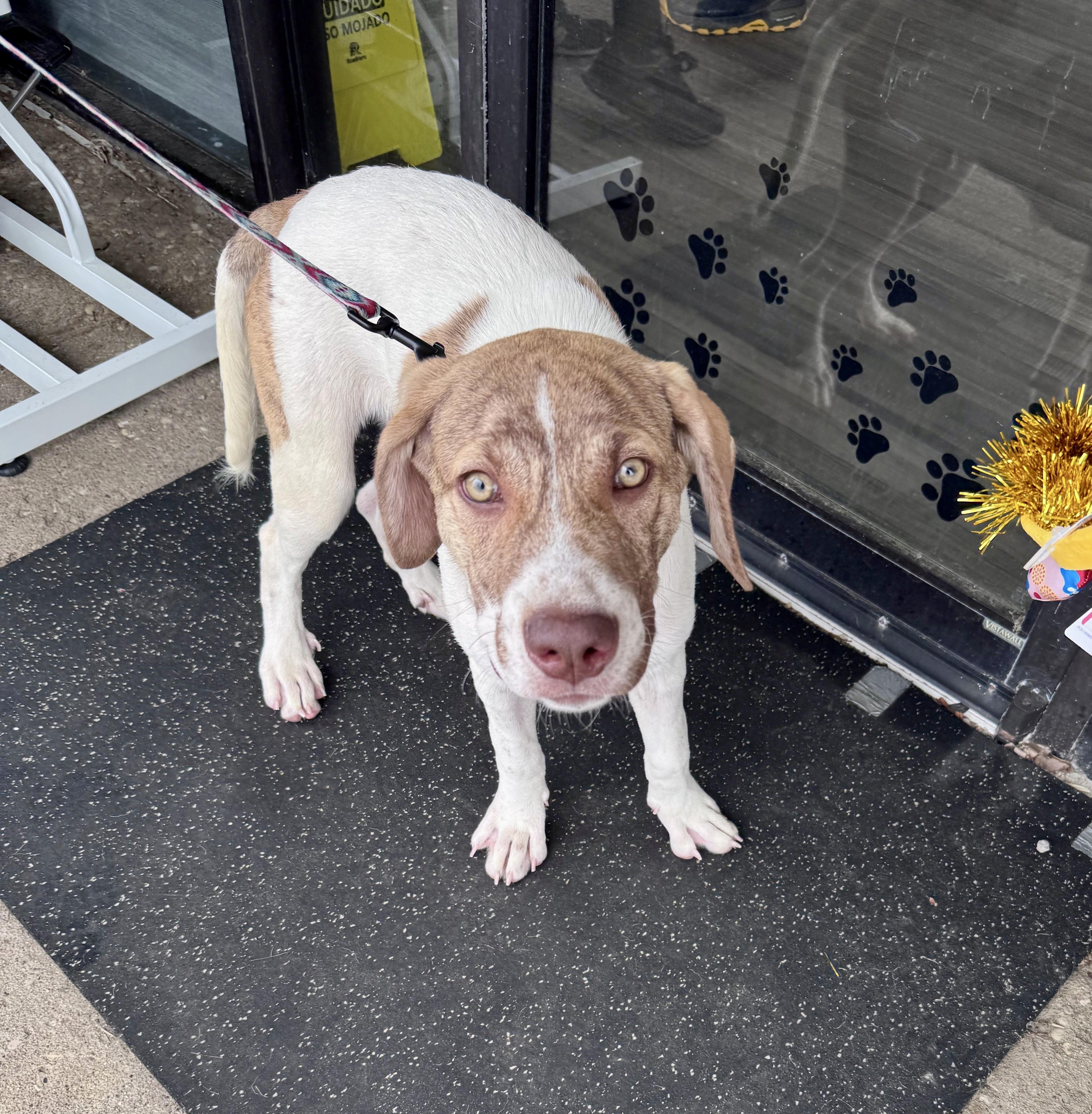 Enlarge Sully, a ADOPTABLE mixed breed in Cincinnati, OH image 3/3