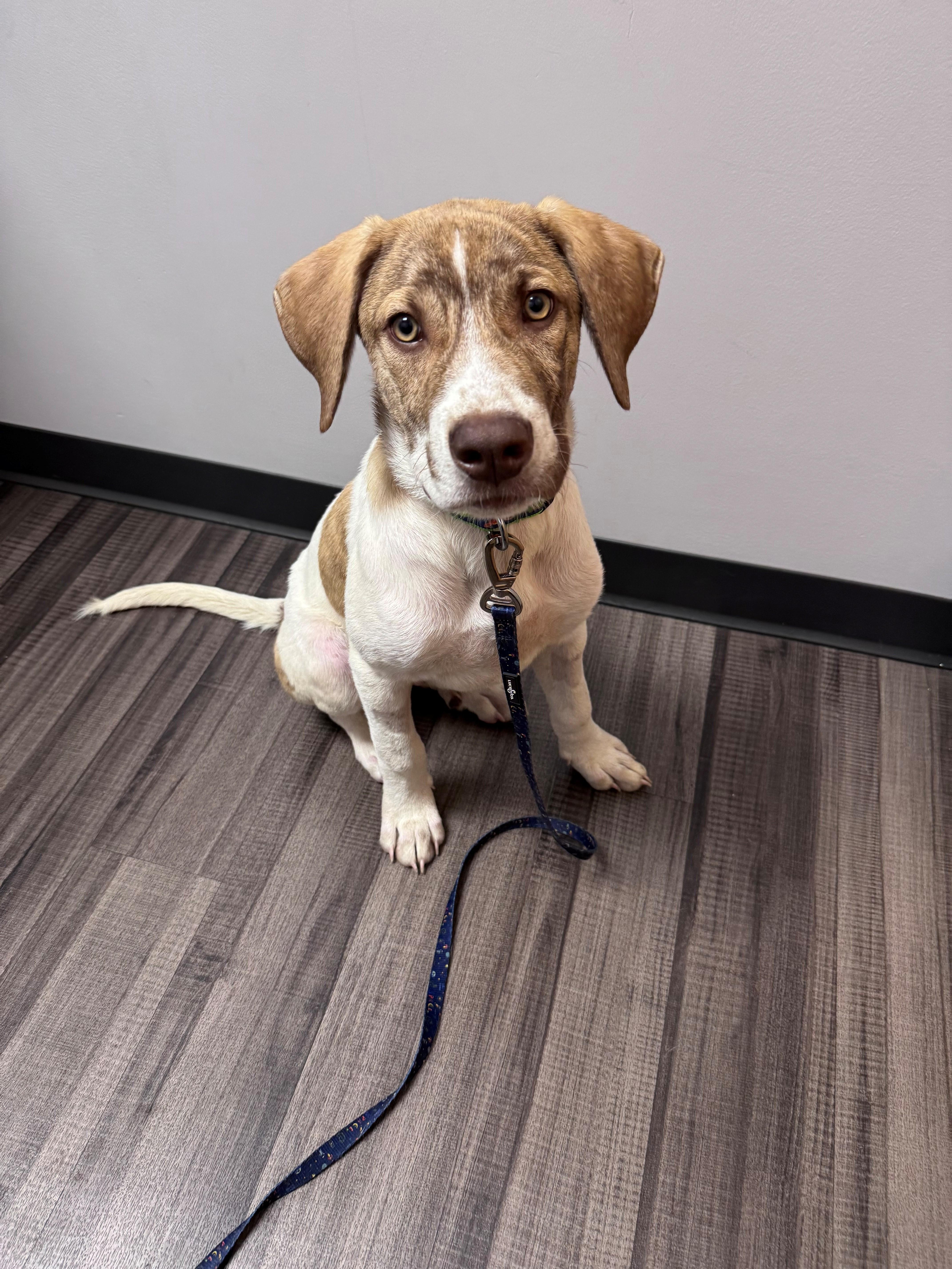 Enlarge Sully, a ADOPTABLE mixed breed in Cincinnati, OH image 2/3