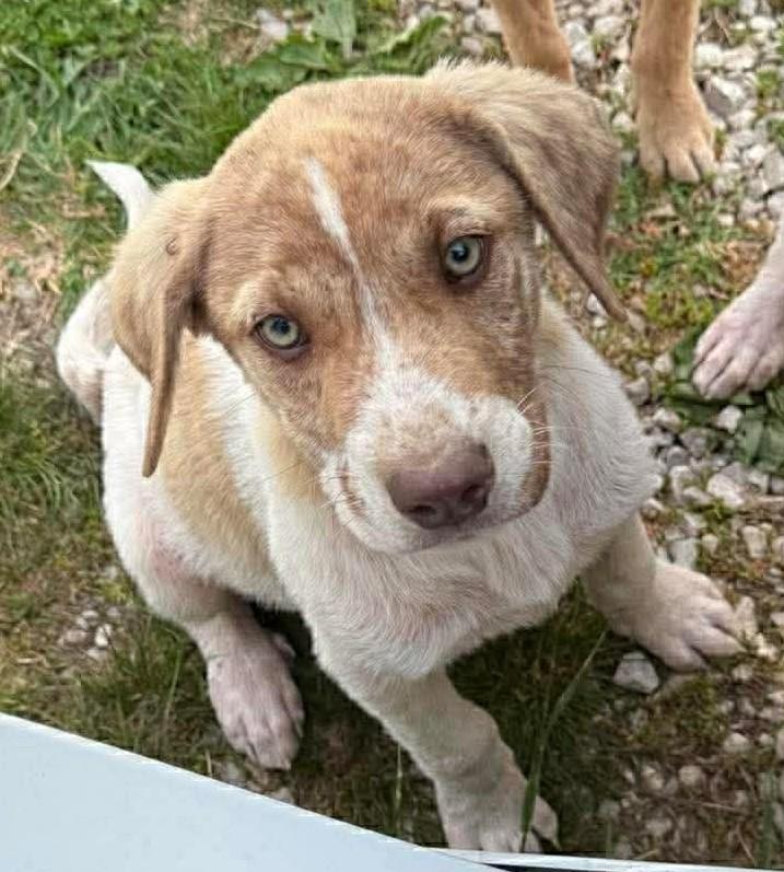 Enlarge Sully, a ADOPTABLE mixed breed in Cincinnati, OH image 1/3