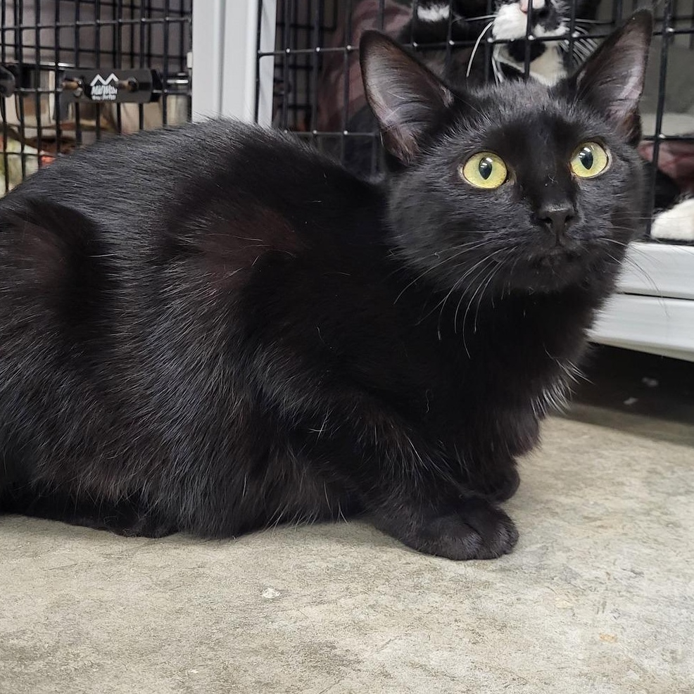 Serrano, a Adoptable Domestic Short Hair in Chilton, WI image 1/5