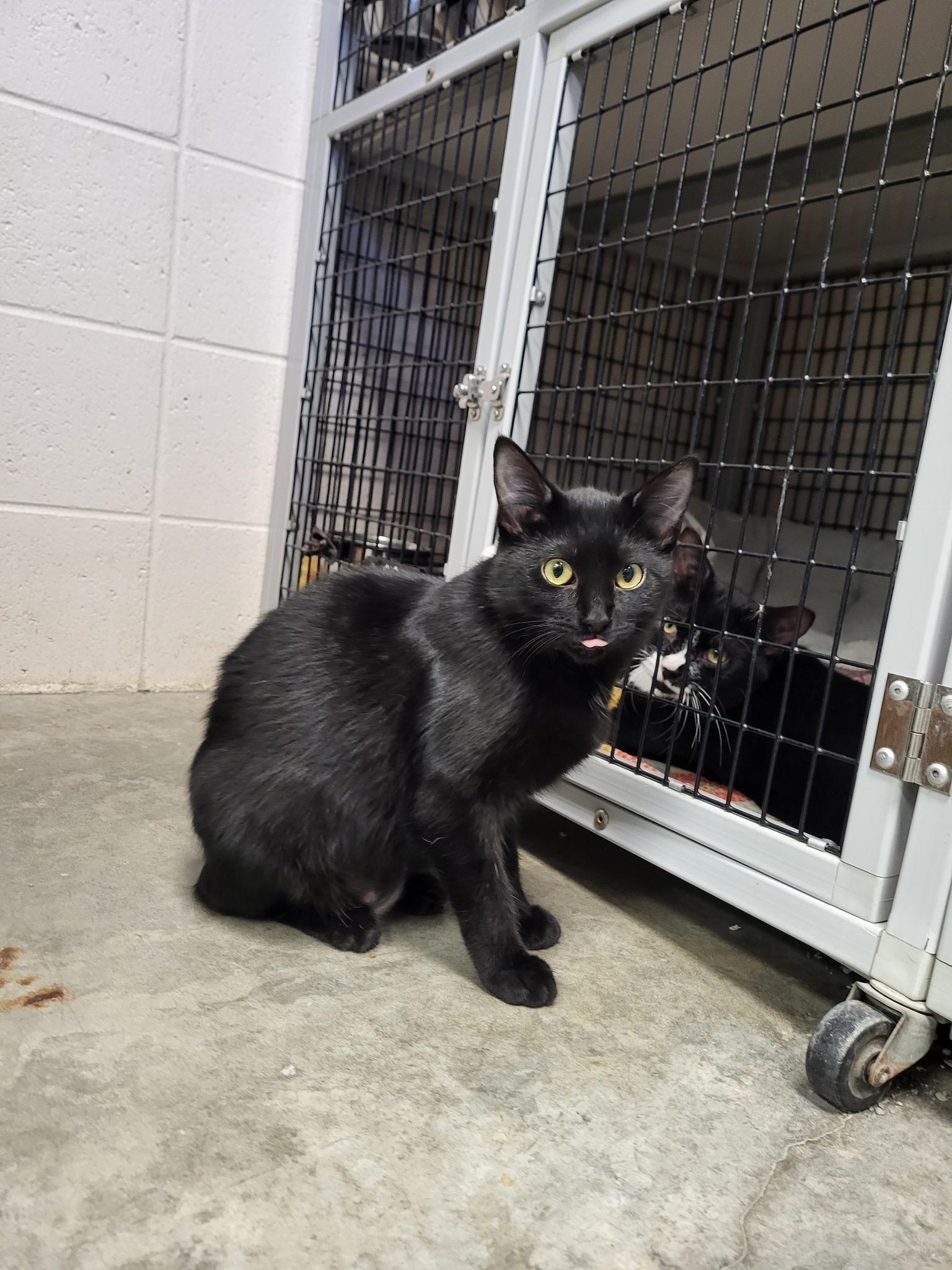 Serrano, a Adoptable Domestic Short Hair in Chilton, WI image 5/5