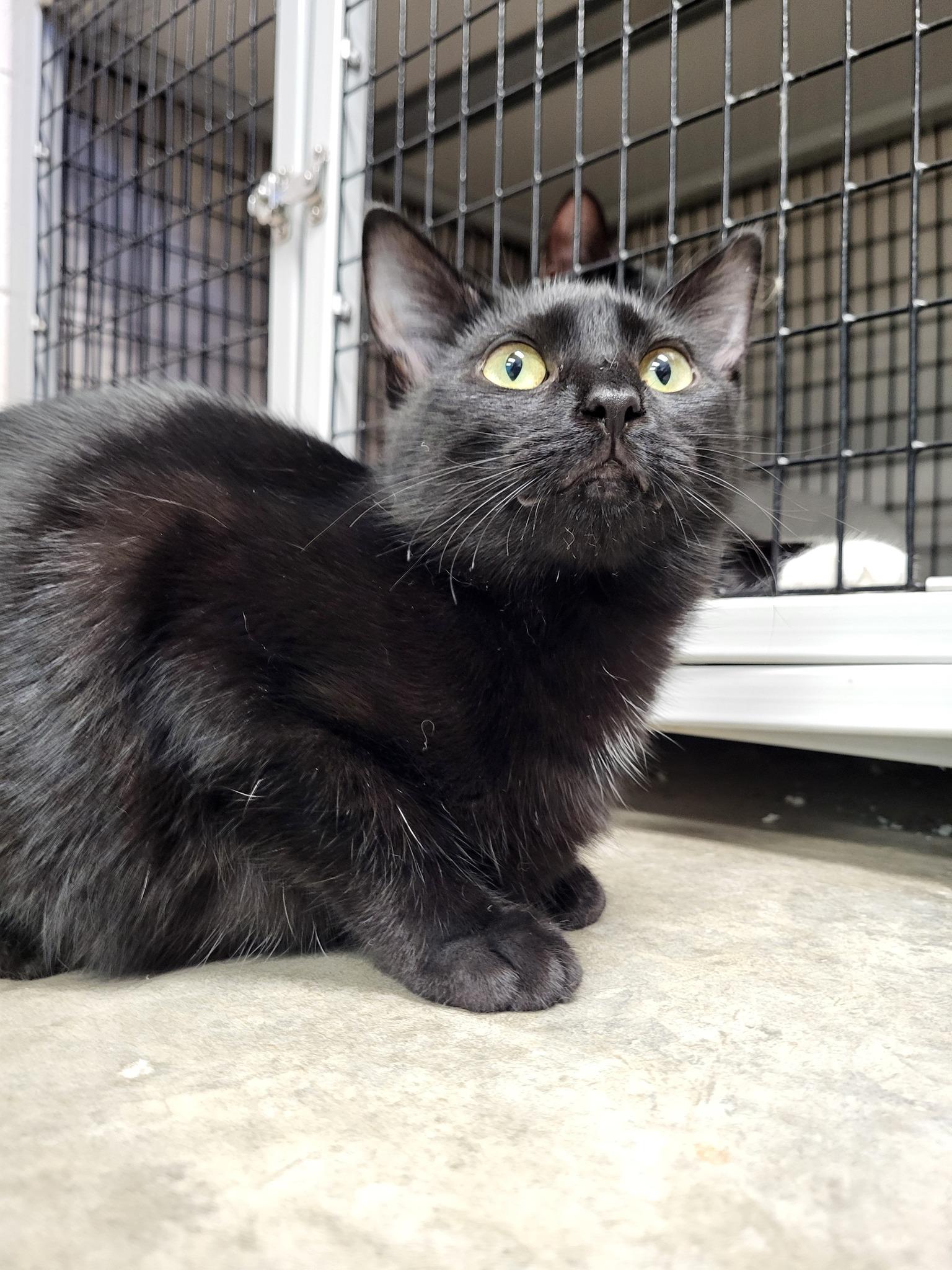 Serrano, a Adoptable Domestic Short Hair in Chilton, WI image 2/5