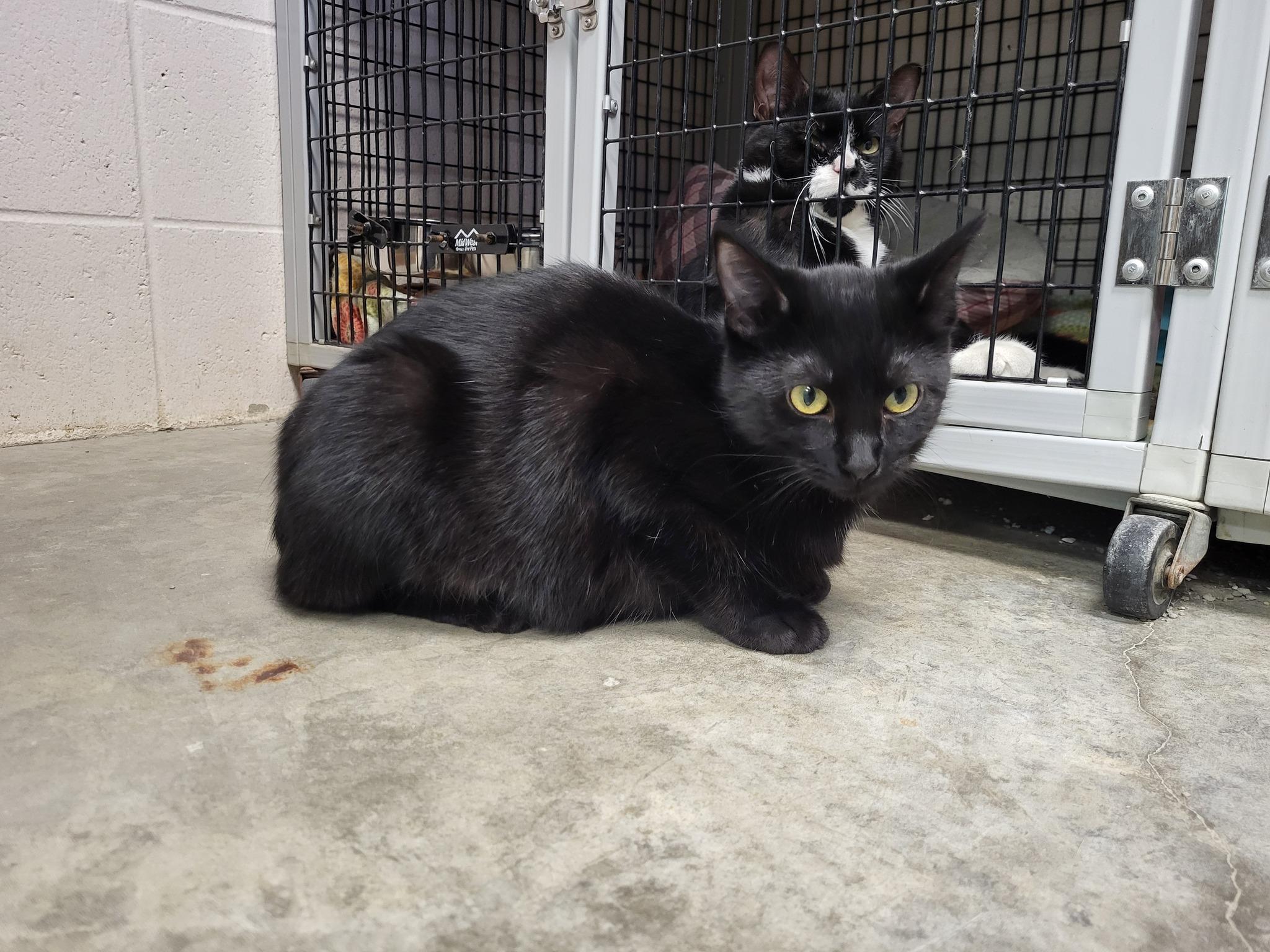 Serrano, a Adoptable Domestic Short Hair in Chilton, WI image 3/5