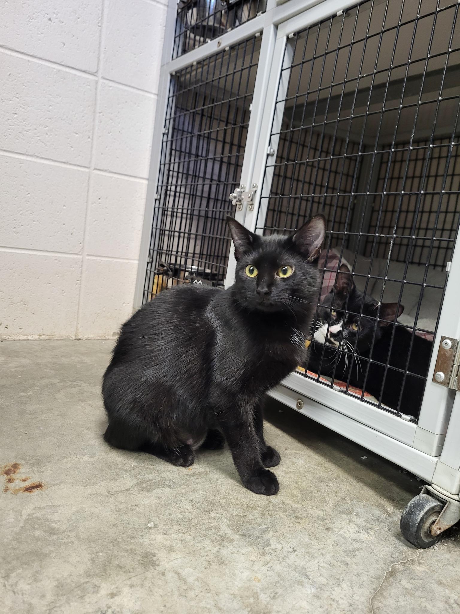 Serrano, a Adoptable Domestic Short Hair in Chilton, WI image 4/5