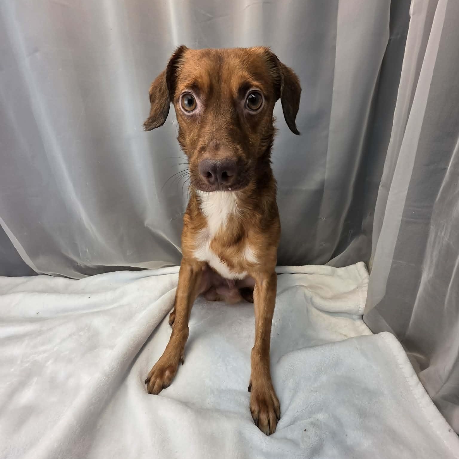 Enlarge Daxon, a Adoptable Chihuahua in Jackson, MI image 1/5