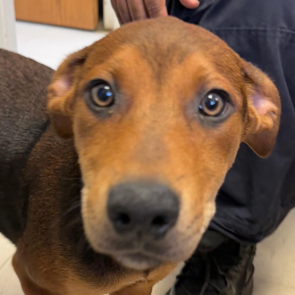 Donnie, Adoptable, Young Male Mixed Breed.