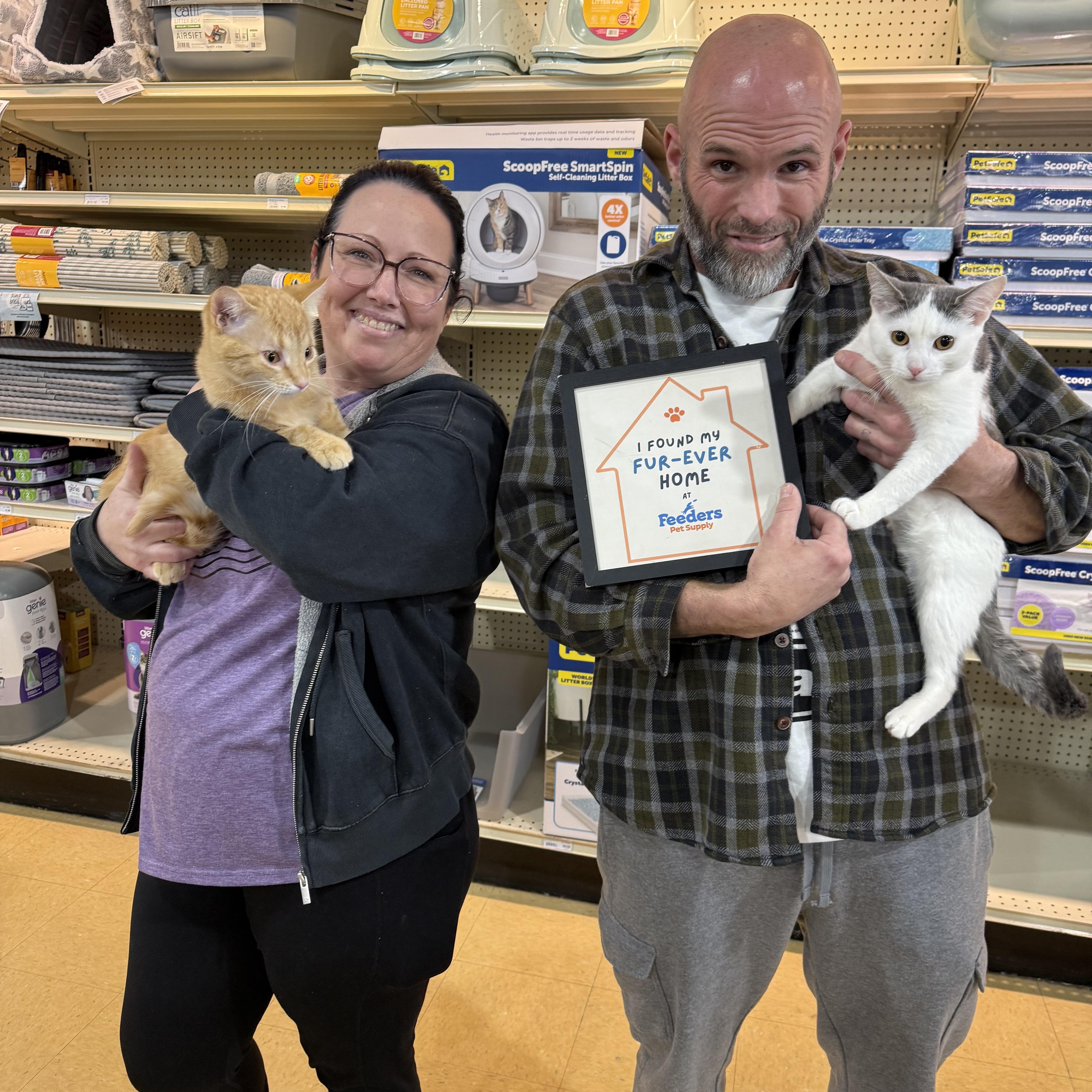 Lottie, an adopted Domestic Short Hair in Louisville, KY image 2/2