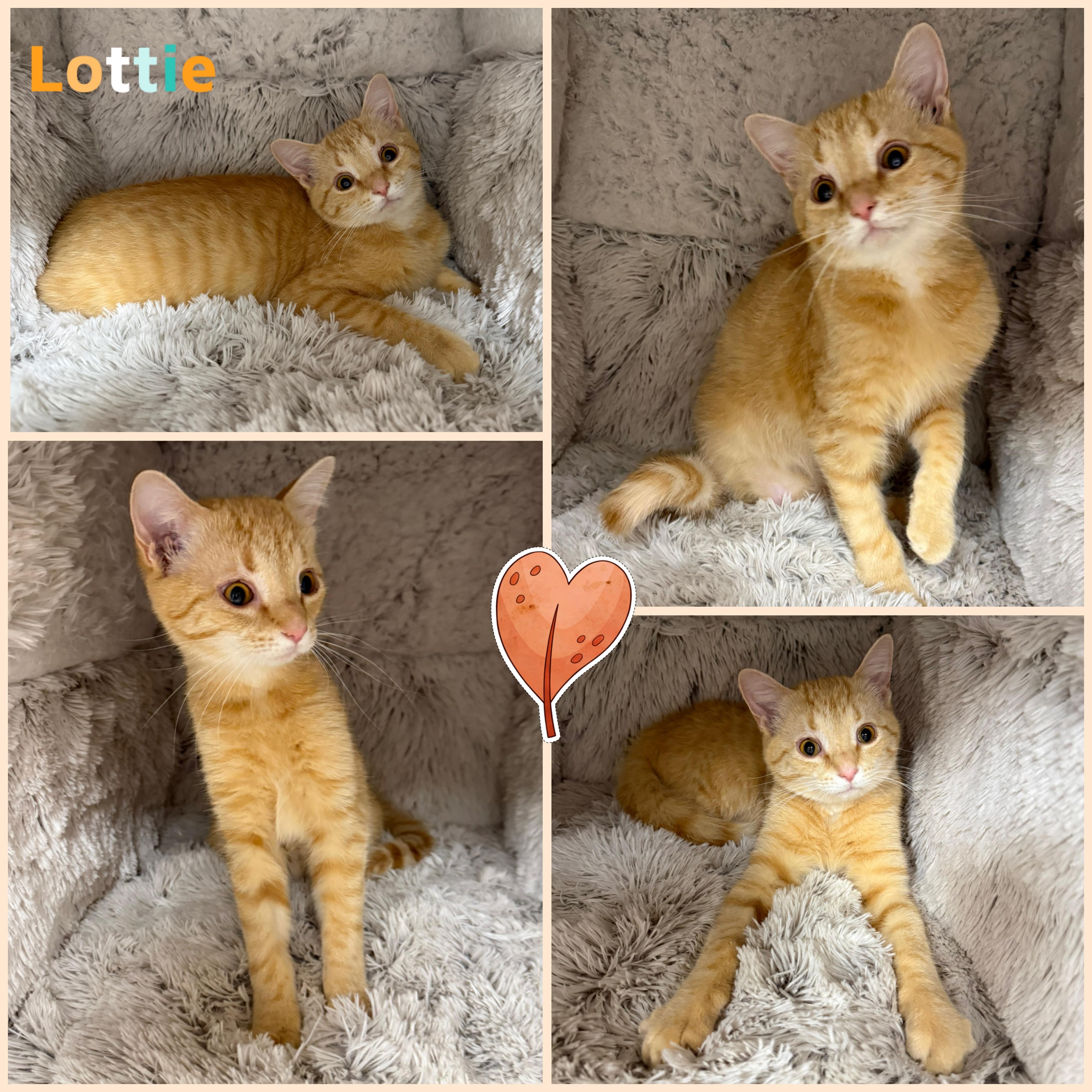 Lottie, an adopted Domestic Short Hair in Louisville, KY image 1/2