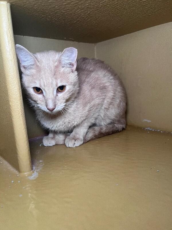 Enlarge Norman, a Adoptable Domestic Short Hair in Fort Collins, CO image 1/6