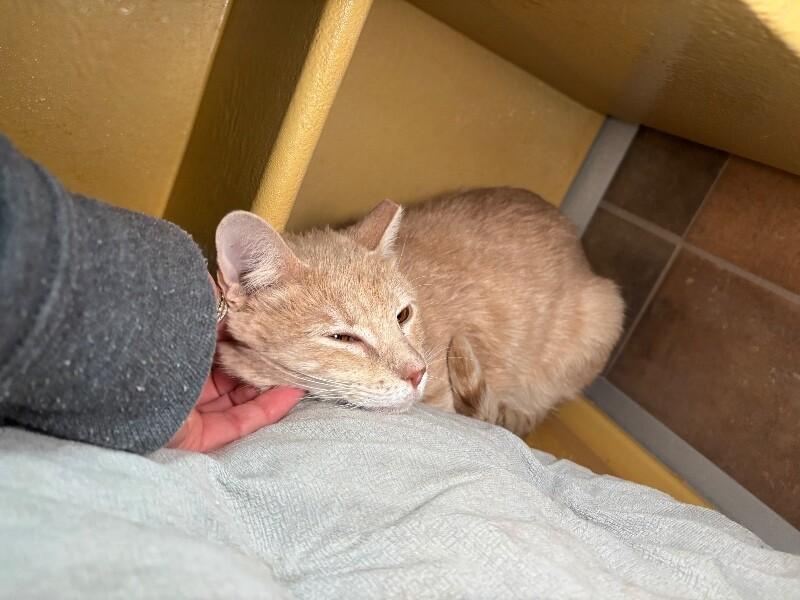 Enlarge Norman, a Adoptable Domestic Short Hair in Fort Collins, CO image 2/6