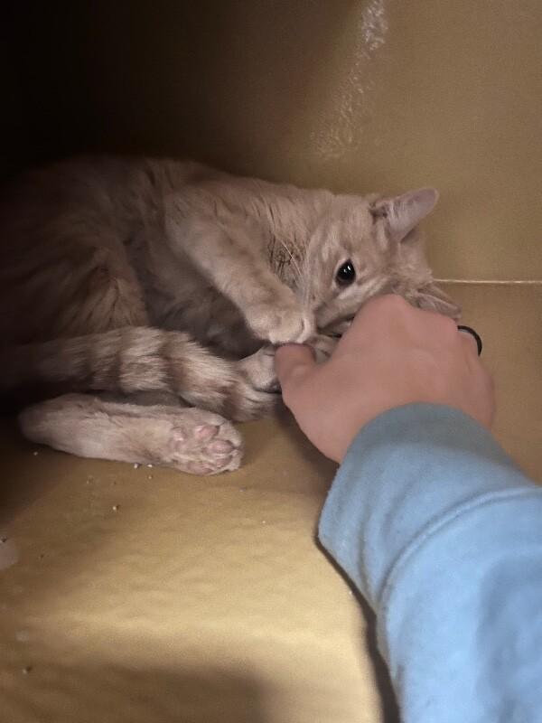 Enlarge Norman, a Adoptable Domestic Short Hair in Fort Collins, CO image 3/6