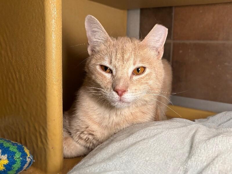 Enlarge Norman, a Adoptable Domestic Short Hair in Fort Collins, CO image 4/6