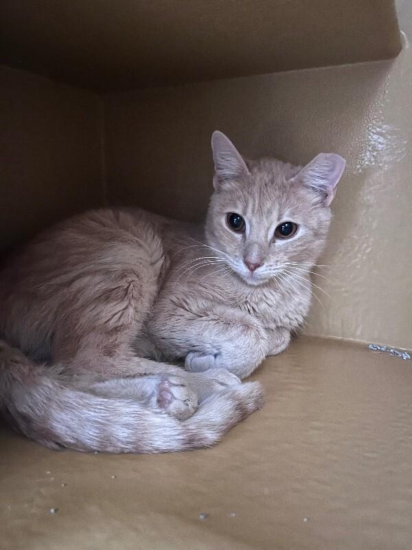 Enlarge Norman, a Adoptable Domestic Short Hair in Fort Collins, CO image 5/6