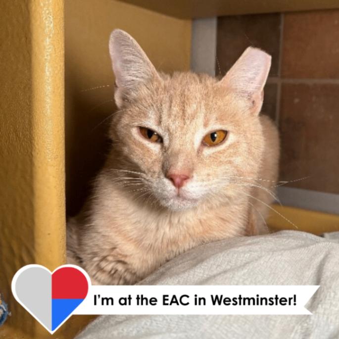 Enlarge Norman, a Adoptable Domestic Short Hair in Fort Collins, CO image 6/6