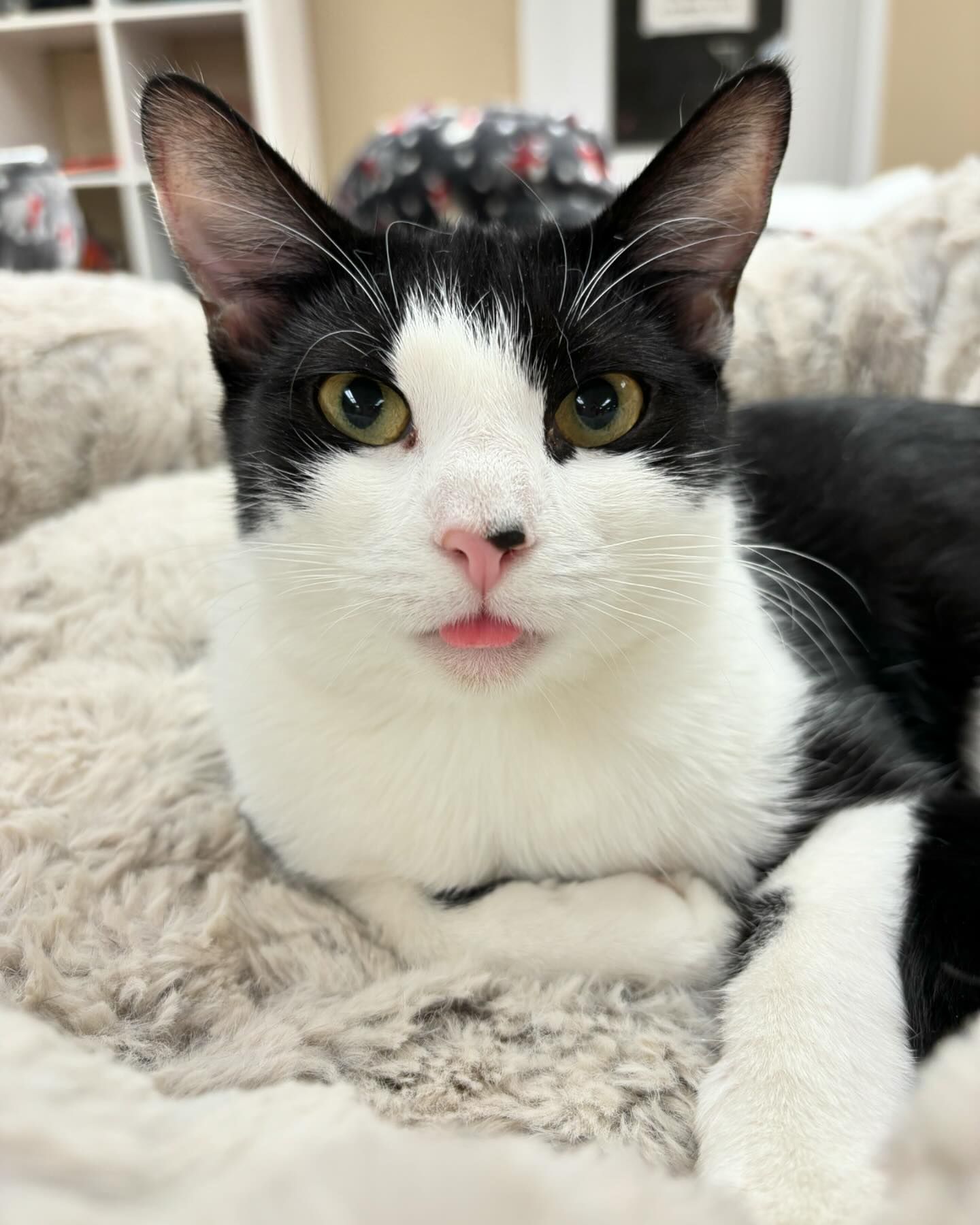 Enlarge Rosy, a Adoptable Domestic Short Hair in Hawthorne, NJ image 1/3