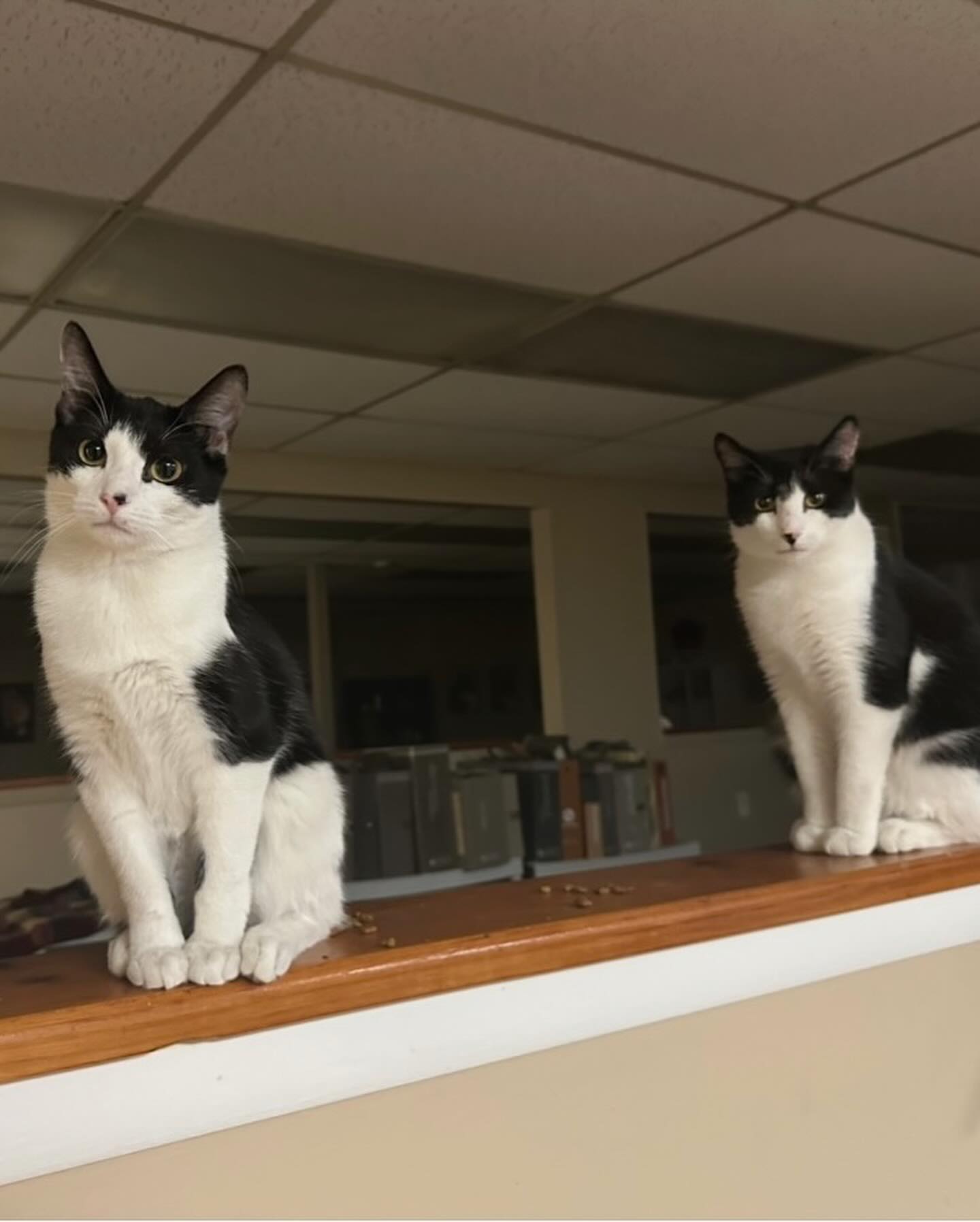 Enlarge Rosy, a Adoptable Domestic Short Hair in Hawthorne, NJ image 2/3