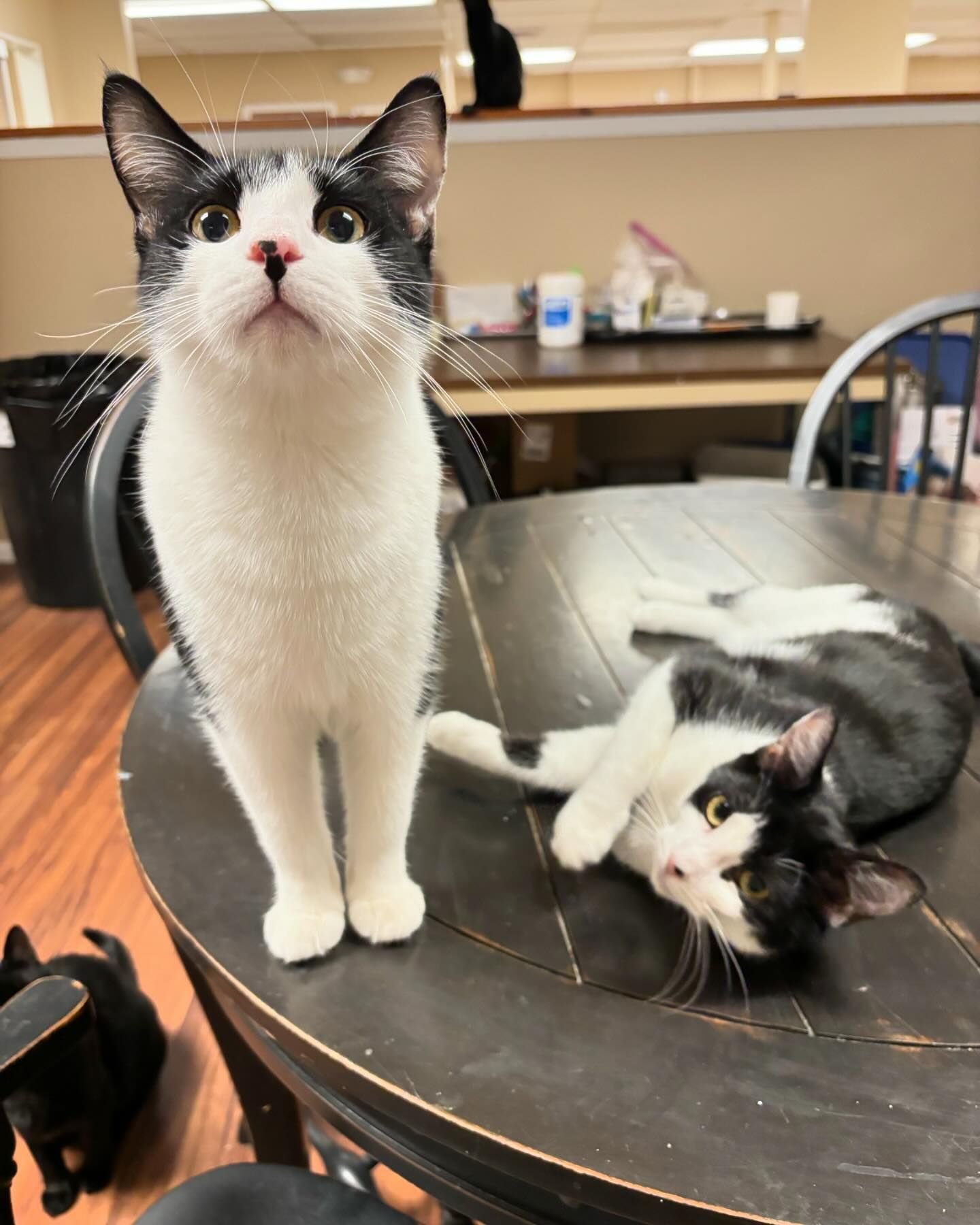 Enlarge Rosy, a Adoptable Domestic Short Hair in Hawthorne, NJ image 3/3