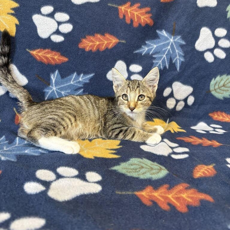 Enlarge Ash, a Adopted Domestic Short Hair in Valdosta, GA image 2/2