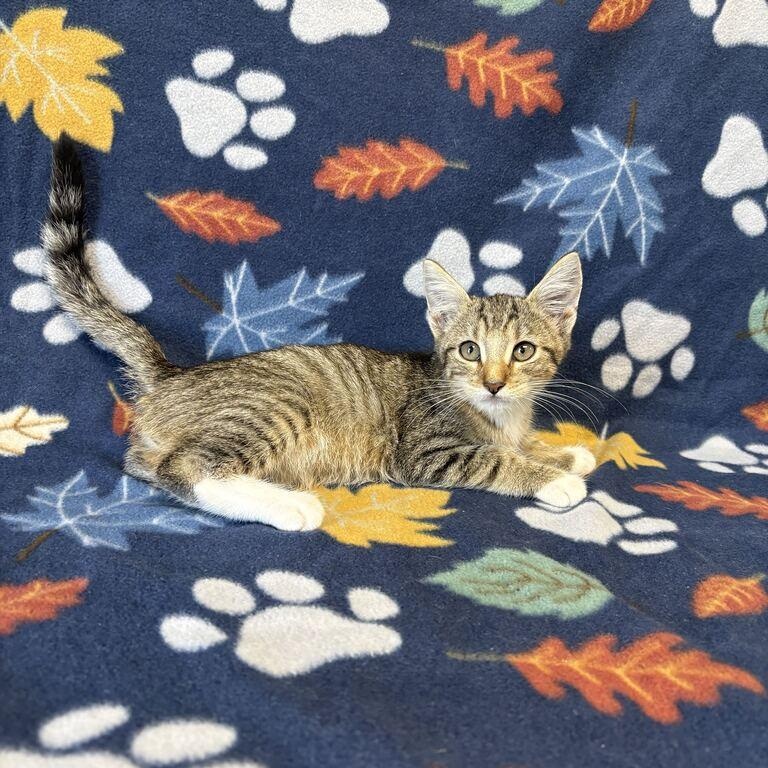 Enlarge Ash, a Adopted Domestic Short Hair in Valdosta, GA image 1/2