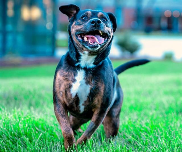 Enlarge LAYLA, a Adoptable Rottweiler in Saint Louis, MO image 1/1