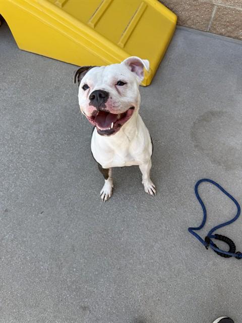 ACE, Adoptable, Young Male American Staffordshire Terrier & Mixed Breed.