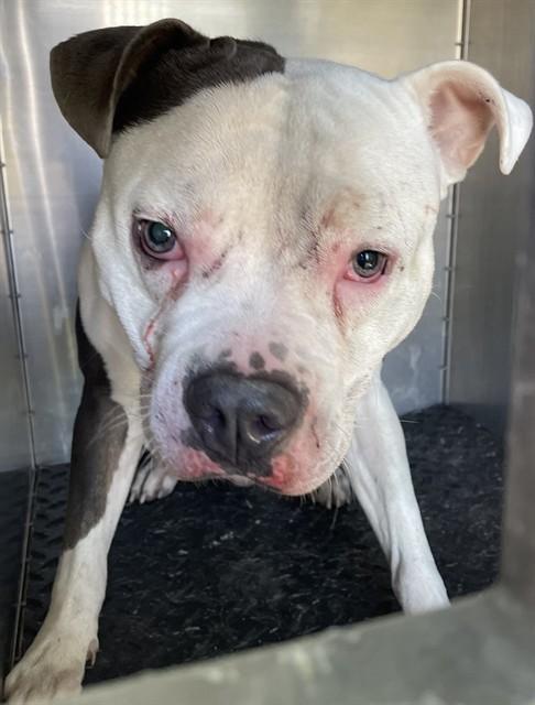 Enlarge ACE, a Adoptable mixed breed in Lees Summit, MO image 1/1