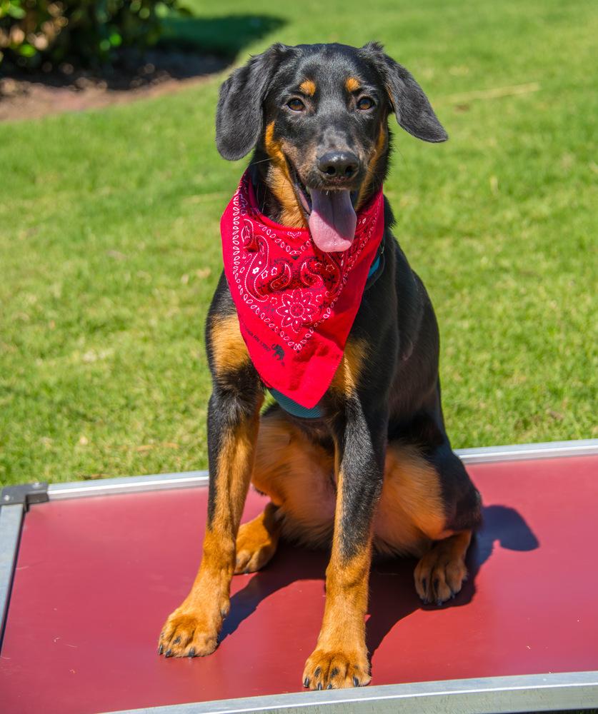 Enlarge Rooster, a Adoptable Bloodhound in Marietta, GA image 1/6