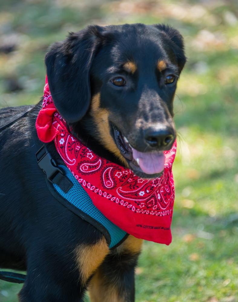 Enlarge Rooster, a Adoptable Bloodhound in Marietta, GA image 2/6