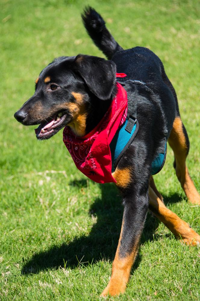 Enlarge Rooster, a Adoptable Bloodhound in Marietta, GA image 3/6