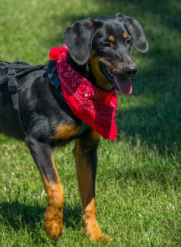 Enlarge Rooster, a Adoptable Bloodhound in Marietta, GA image 4/6