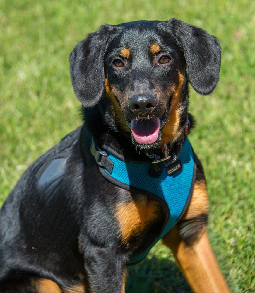 Enlarge Rooster, a Adoptable Bloodhound in Marietta, GA image 5/6