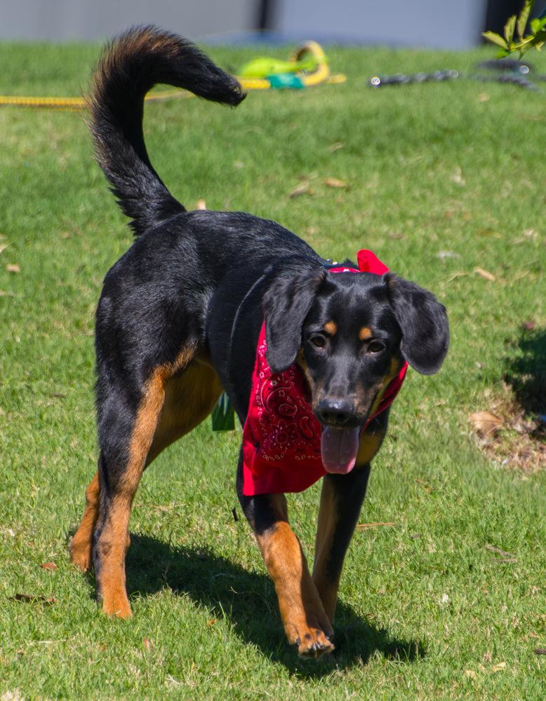 Enlarge Rooster, a Adoptable Bloodhound in Marietta, GA image 6/6