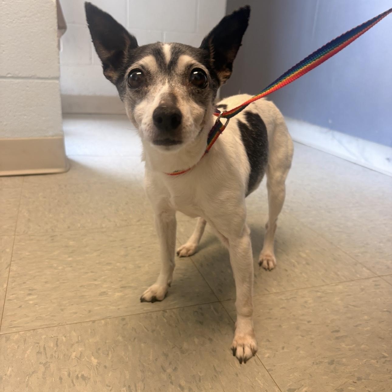 Taco, ADOPTABLE, Adult Female Chihuahua.