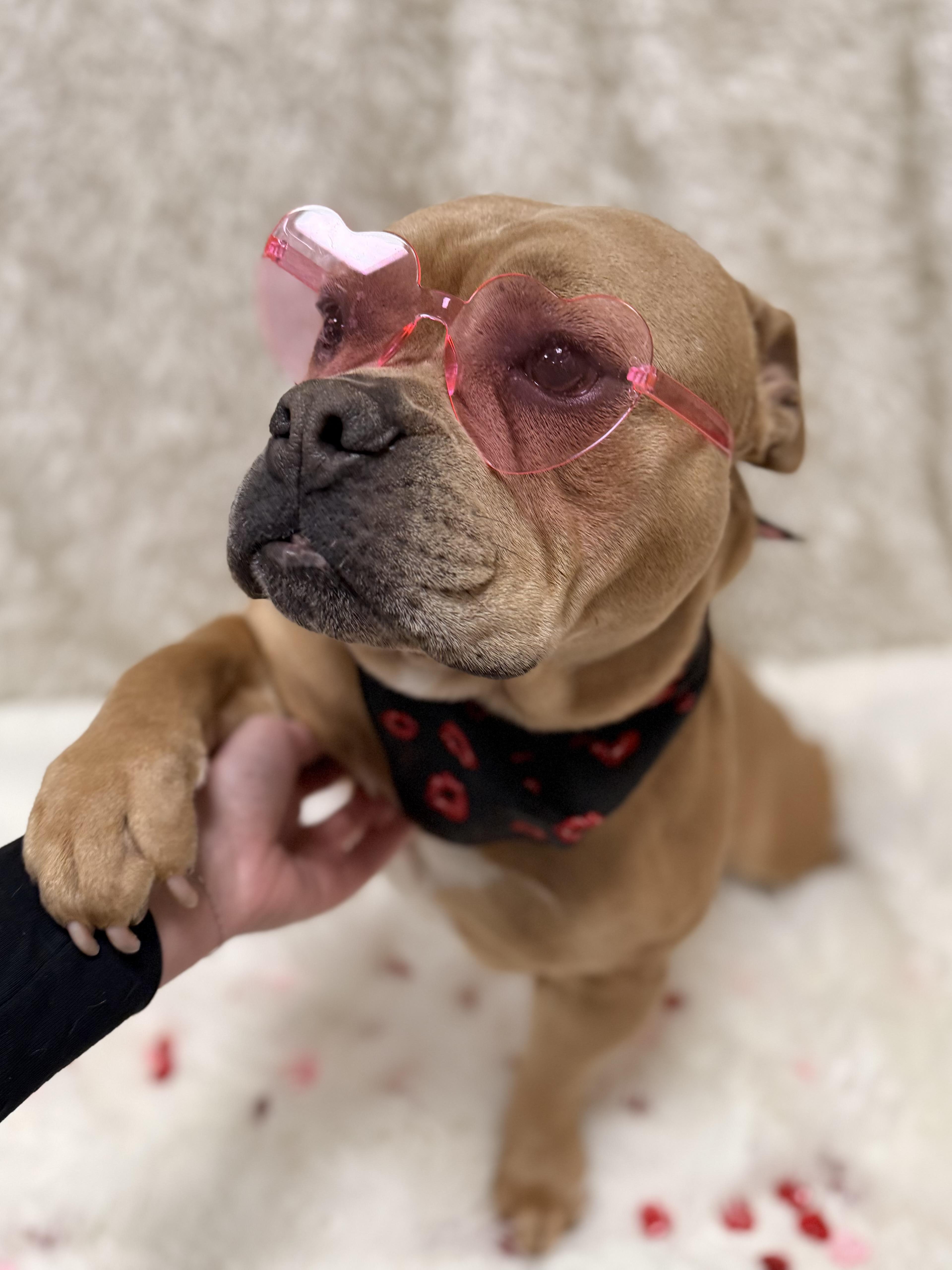 Enlarge Ruby Tuesday, a ADOPTABLE mixed breed in Eagle, CO image 5/6