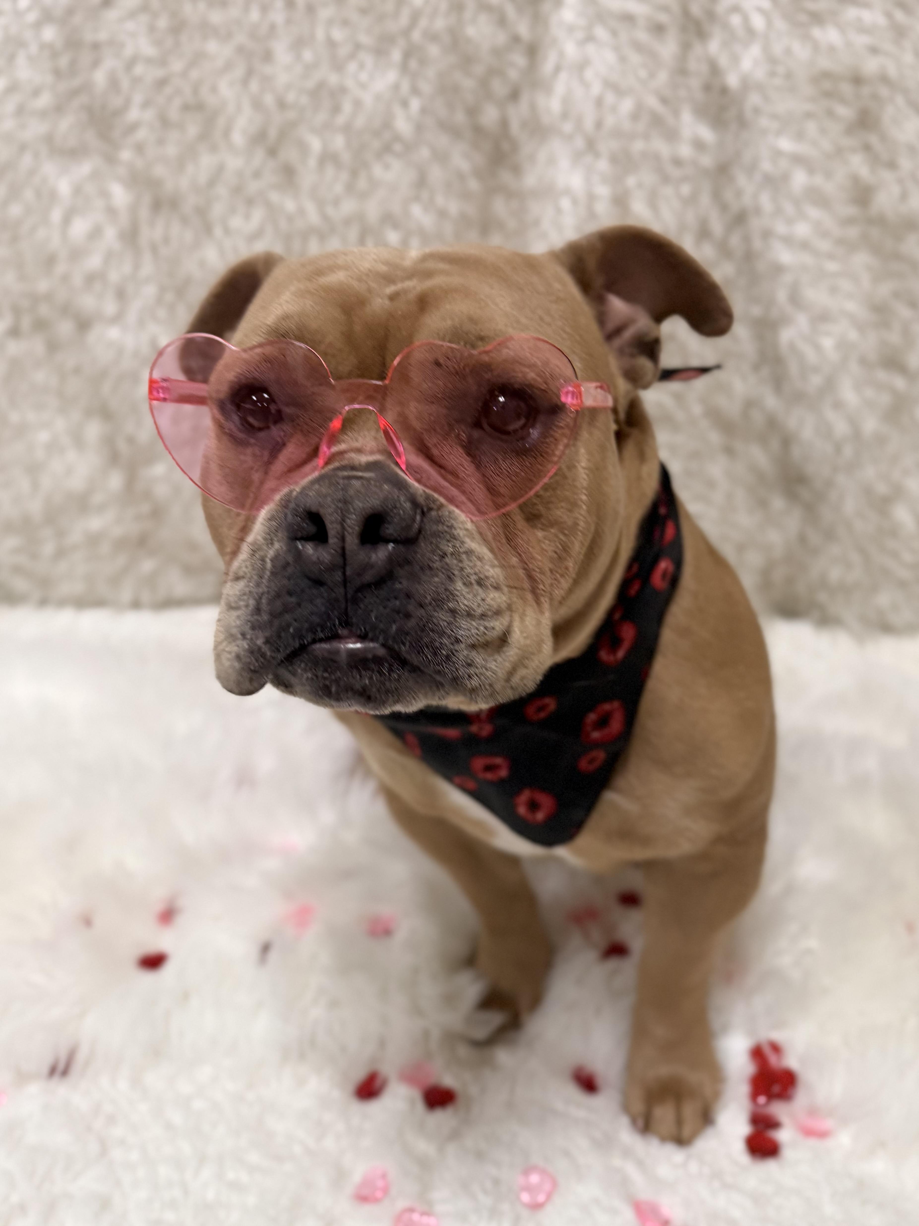 Enlarge Ruby Tuesday, a ADOPTABLE mixed breed in Eagle, CO image 4/6