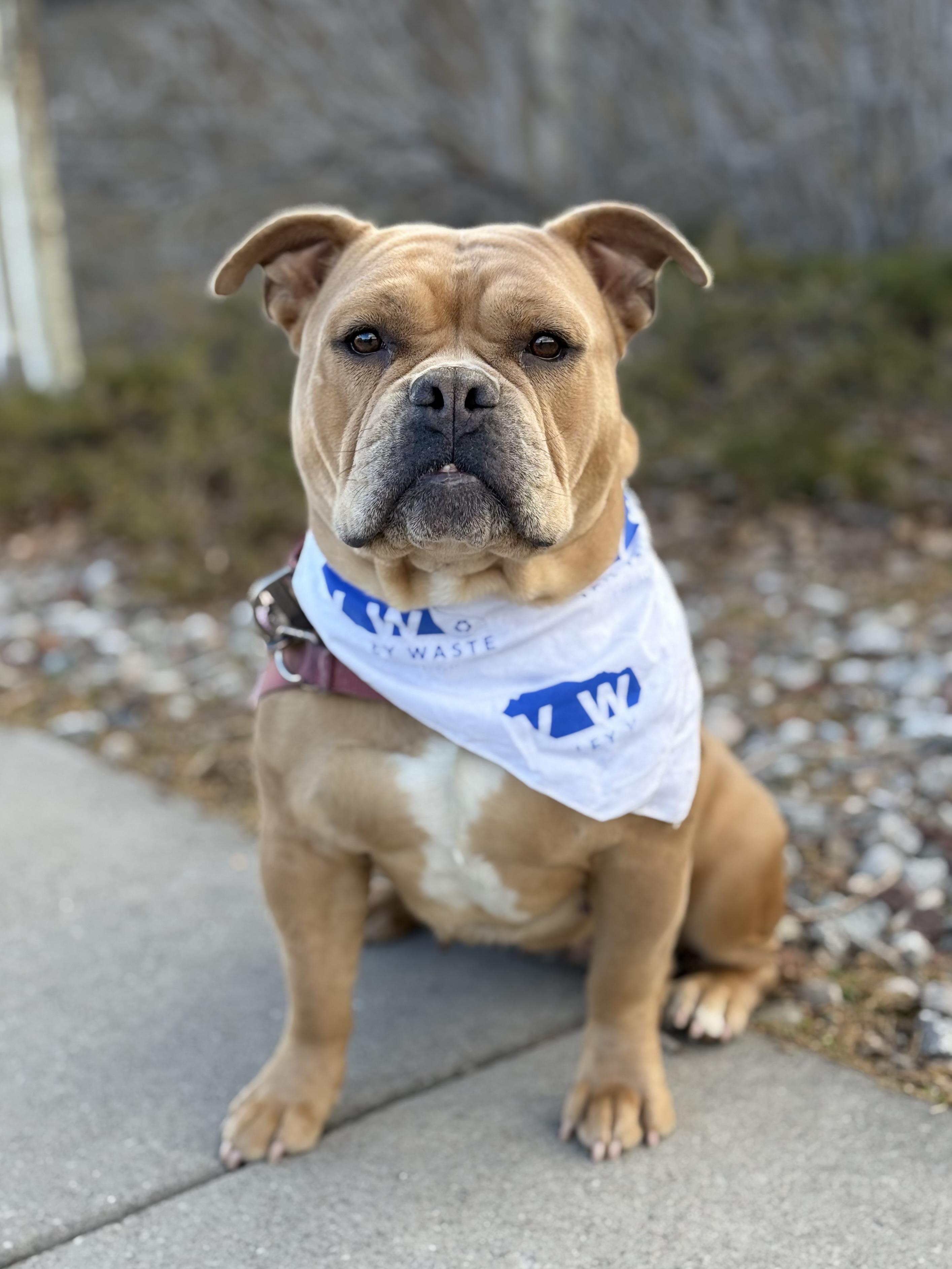 Ruby Tuesday, ADOPTABLE, Young Female Bulldog & Mixed Breed.