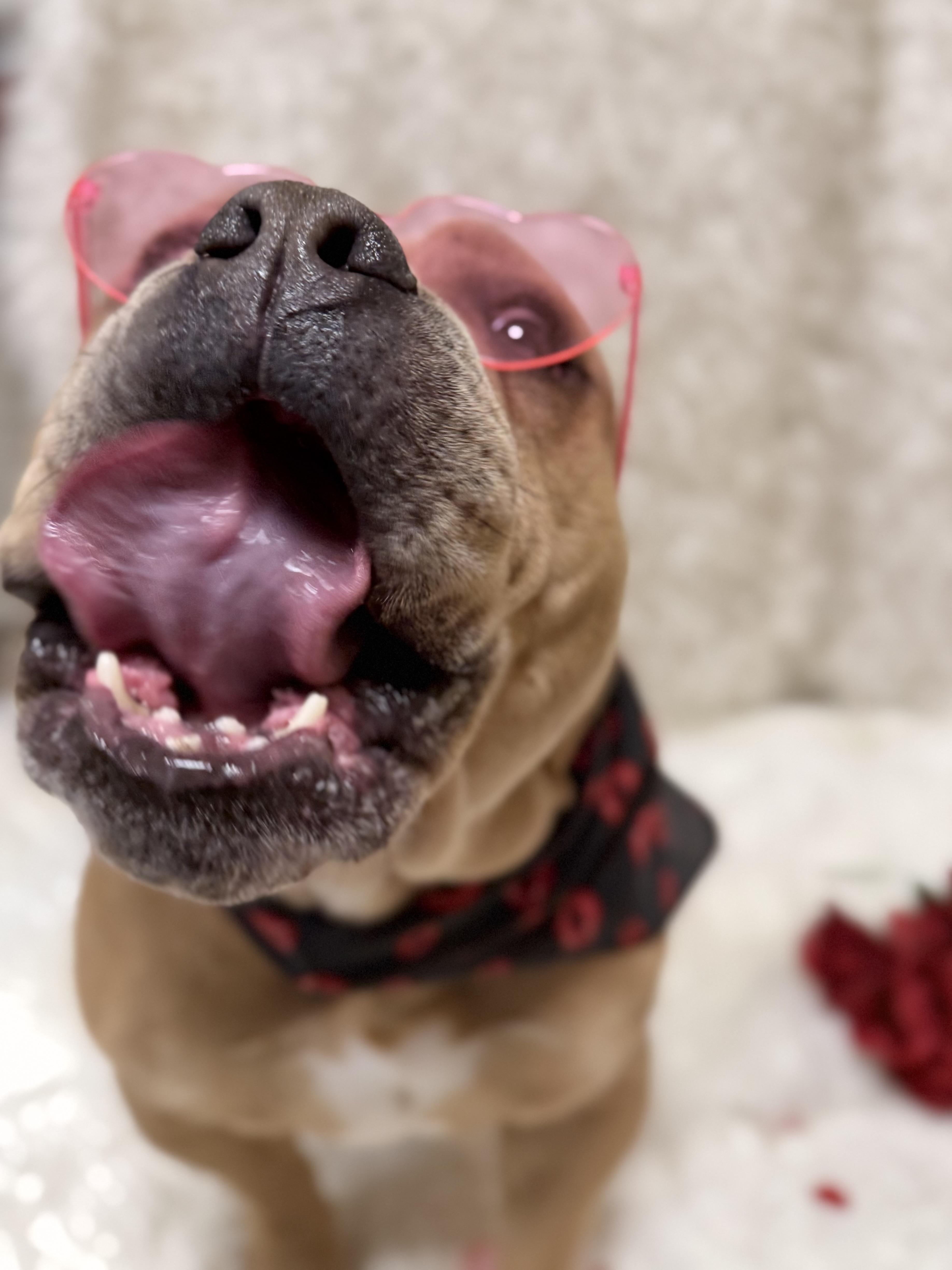 Enlarge Ruby Tuesday, a ADOPTABLE mixed breed in Eagle, CO image 6/6