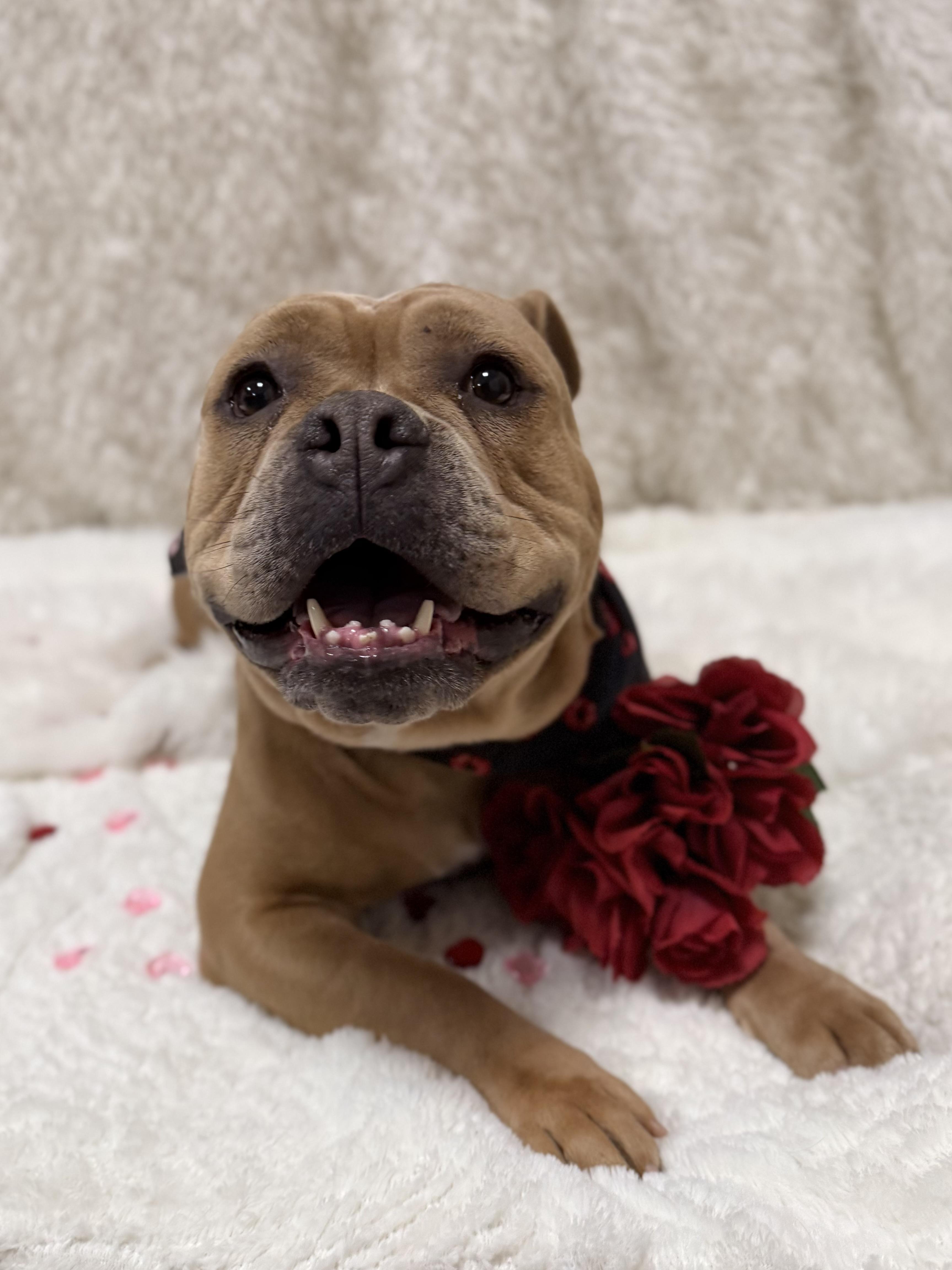 Enlarge Ruby Tuesday, a ADOPTABLE mixed breed in Eagle, CO image 3/6